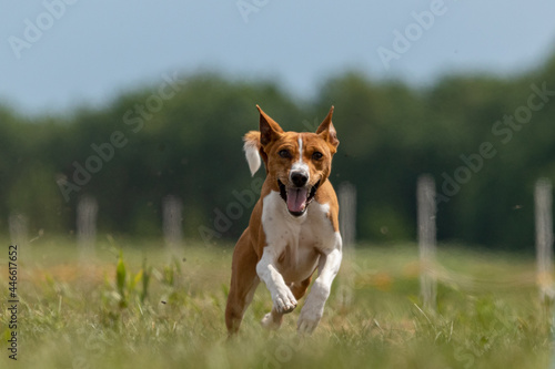 Basenji running full speed at lure coursing sport