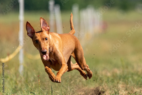 Cirneco dell etna running full speed at lure coursing sport