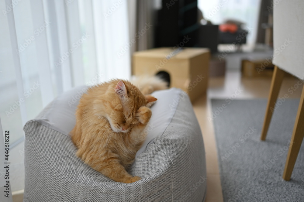 ビーズクッションでくつろぐ猫 マンチカン Stock Photo Adobe Stock
