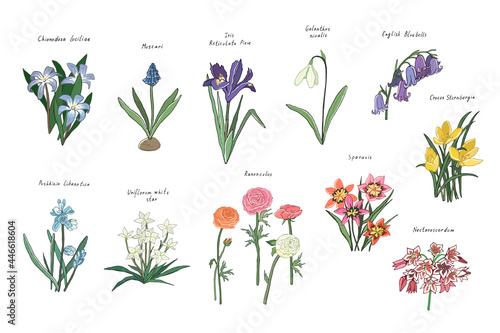 Spring flowers vector illustrations set