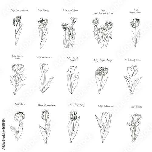 tulip flower floral spring vector illustrations line graphic set #446618614