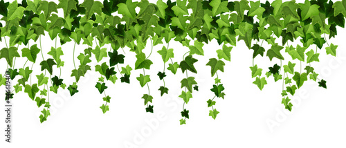 Green ivy plant vector border, spring climbing vine leaf frame, floral creeper liana illustration on white. Garden greenery background, decorative hanging twig, realistic nature art. Ivy plant texture