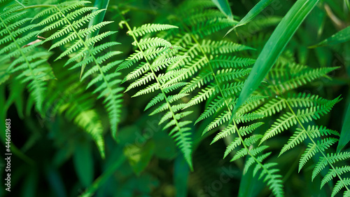 Wallpaper Mural 強く儚いシダ Torontodigital.ca