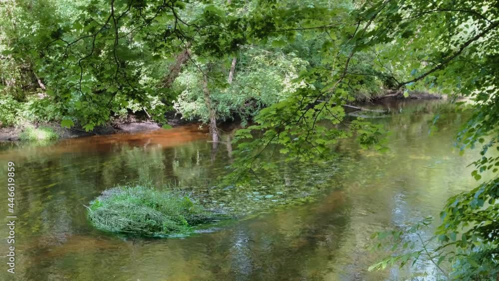 river and forest. trees nature landscape. camera tilt video 4k river and forest. trees nature landscape. camera tilt video 4k