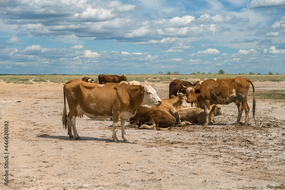 Fototapeta premium a herd of cows relaxing on sandy terrain