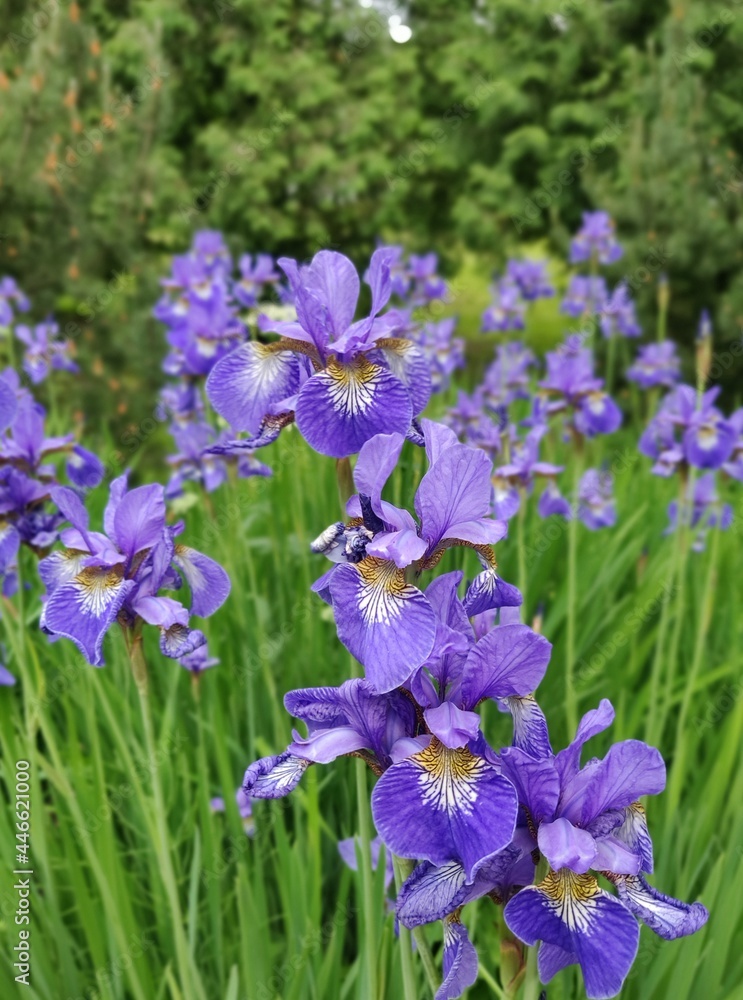 Blue violet flowers in the garden