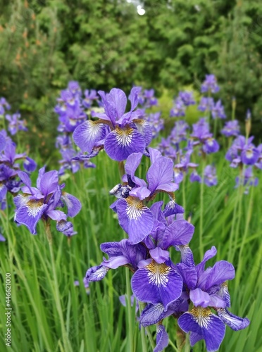 Fototapeta Naklejka Na Ścianę i Meble -  Blue violet flowers in the garden