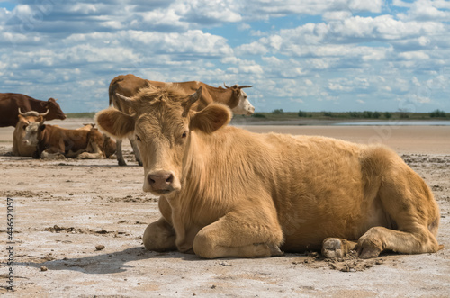 portrait of red heifer resting on the ground photo