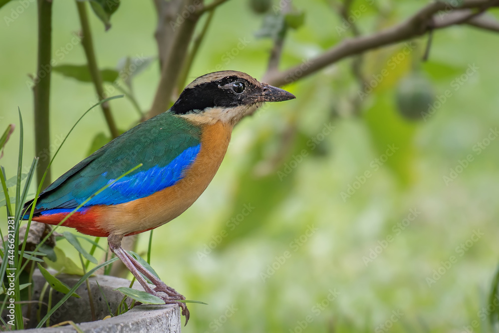 Blue-winged Pitta find food to feed the baby Blue-winged Pitta find food to feed the baby