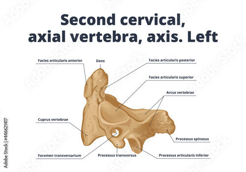 Second cervical, axial vertebra, axis. Left. Human anatomy atlas