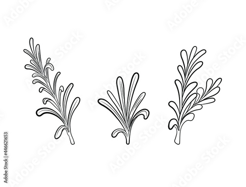 Vector rosemary plant illustration, leaves isolated on white background, black color lines, outline illustration.

