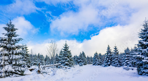 Snowed in icy fir trees landscape Brocken mountain Harz Germany