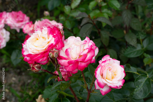 Pink roses on a background of green leaves in the garden close-up.