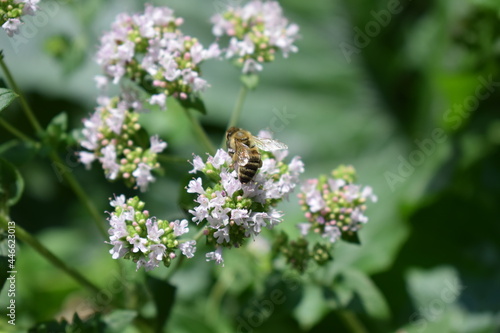 zwei Wildbienen auf blühendem Oregano