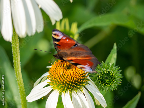 Butterfly on echinacea flower in the garden. © Jakob
