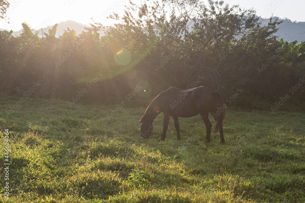 Dark brown mare grazing in farm field in late afternoon. Sunlight reflection and lens flair. Dark brown mare grazing in farm field in late afternoon. Sunlight reflection and lens flair.