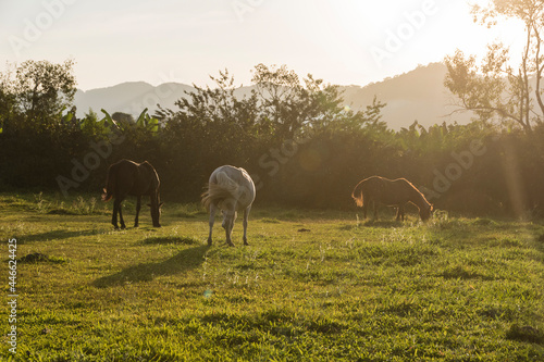 Three mares grazing in the farm field in the late afternoon. Sunlight reflection and lens flair..