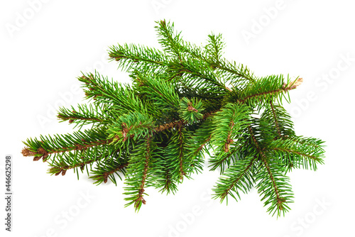 Fresh fir branch isolated on white background