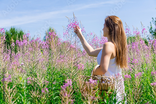 young woman herbalist gathers fireweed in a basket photo