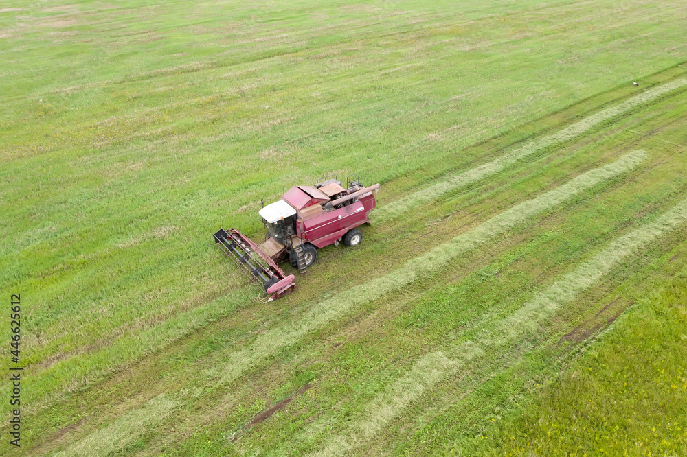 Aerial view of a working harvester. A combine mows green grass in a big field. Farming works in the summer season.