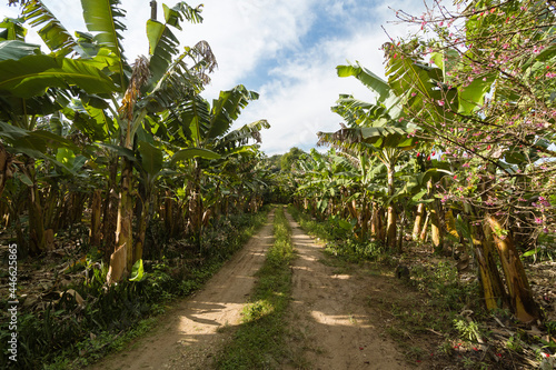 Dirt road between a banana plantation on a sunny day with blue sky with white clouds.