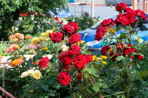 Fototapeta Naklejka Na Ścianę i Meble -  Red and yellow roses in the front garden near the house near the parking lot in the city on a summer day.