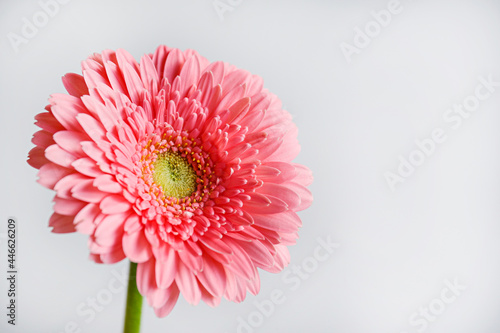 Studio shot of single colorful gerbera flower with visible petal texture. Flower with pink petals. Top view, isolated, copy space, close up.