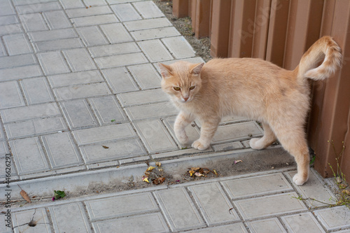 Domestic cat with beige fur walking on the path outside.