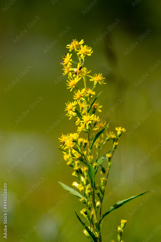 close up of yellow flower close up of yellow flower