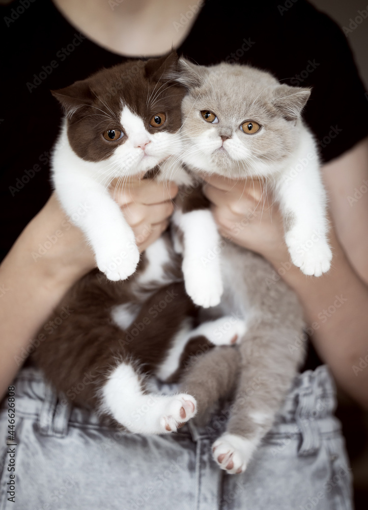 Britisch Kurzhaar Katzen Kitten Katzenbaby Britisch Kurzhaar Katzen Kitten Katzenbaby