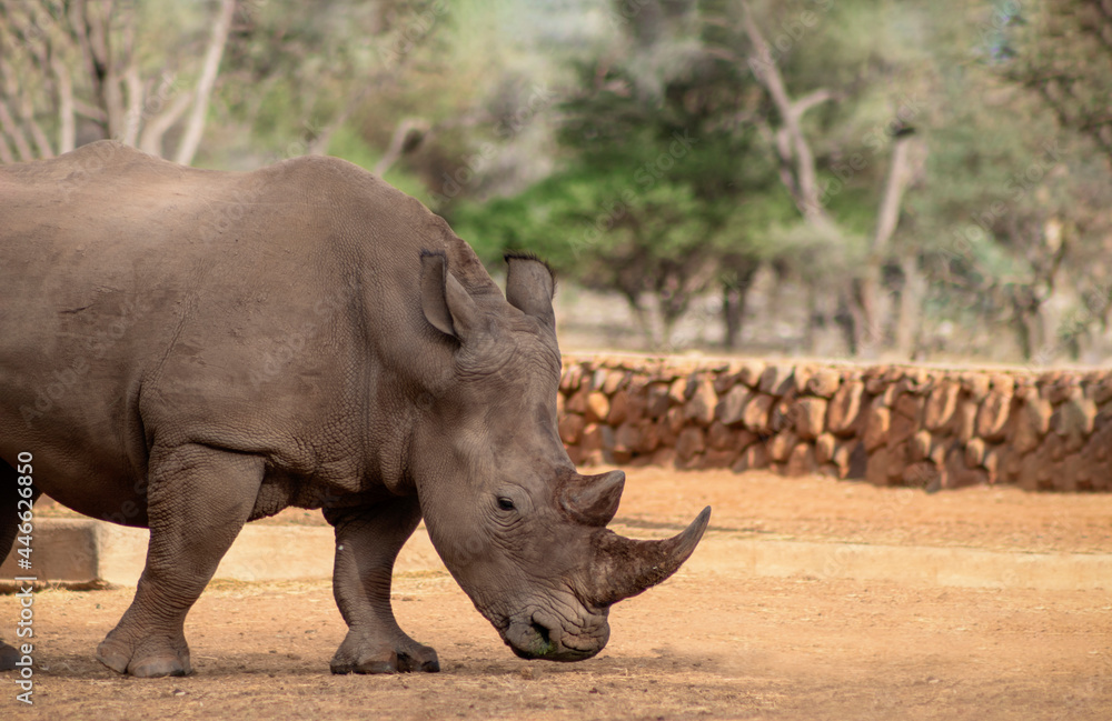 Fototapeta premium Wild african animals. Portrait of a male bull white Rhino grazing in Etosha National park, Namibia.