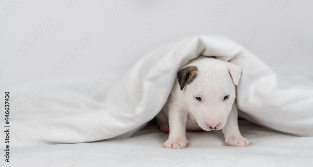 Miniature Bull Terrier puppy sits under warm white blanket on a bed at home. Empty space for text Miniature Bull Terrier puppy sits under warm white blanket on a bed at home. Empty space for text