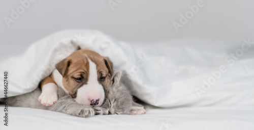 Friendly Gentle Miniature Bull Terrier puppy hugs sleepy kitten under warm white blanket on a bed at home. Pets sleep together. Empty space for text © Ermolaev Alexandr