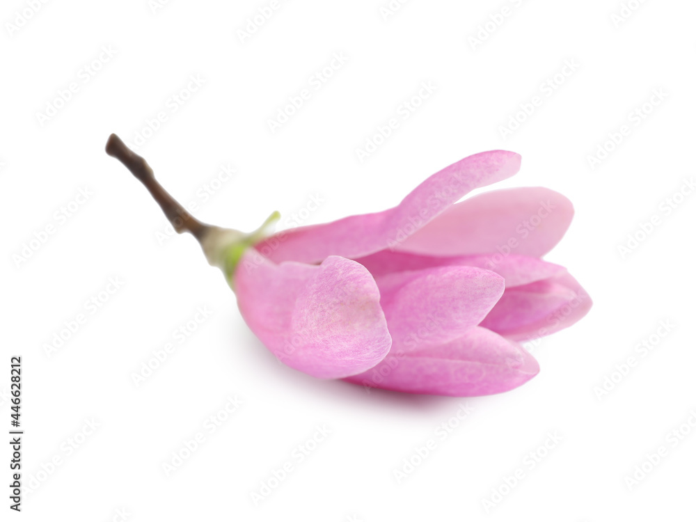 Obraz premium Beautiful pink magnolia flower isolated on white