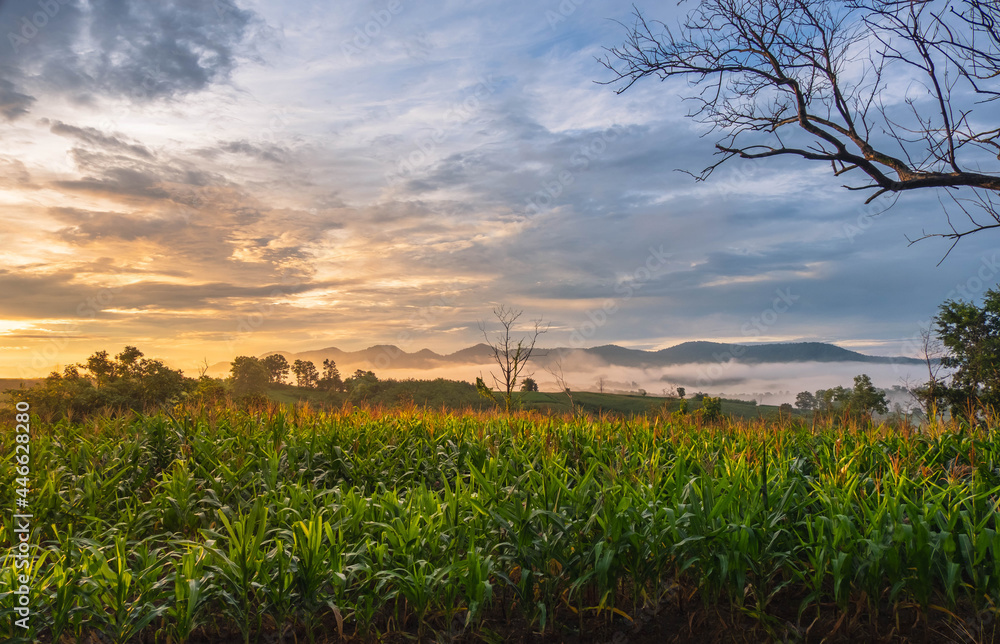 Corn fields with mountain view and morning sunshine Corn fields with mountain view and morning sunshine