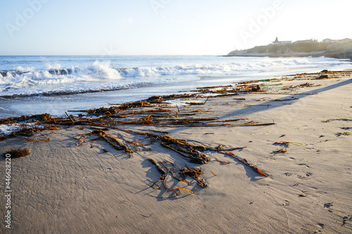 Fényképezés Masses of seaweed washed ashore in the Pacific Ocean on a sunny day