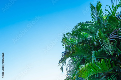 summer blue sky and coconut trees background