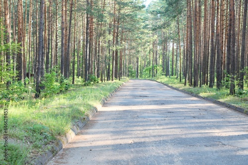 old road in the biggest forest 