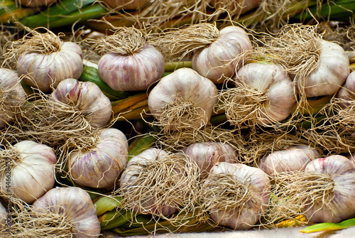 Lots of ripe garlic in a pile. Woven garlic close up.
