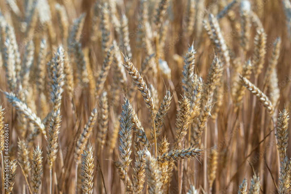 Fototapeta premium Golden wheat field on a sunny day in the morning, close up