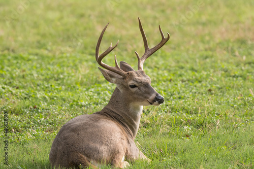 Whitetail buck deer odocoileus virginianus laying down resting on a lawn. This buck is older dominant deer with larger antlers.