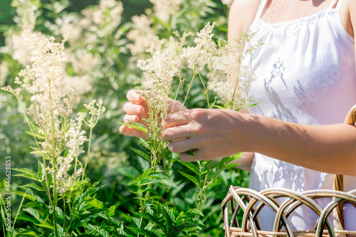 Schilderij op canvas woman herbalist gathers meadowsweet inflorescences in a basket