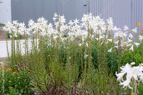 White lilies bloom near an iron fence on a summer day on a city street.