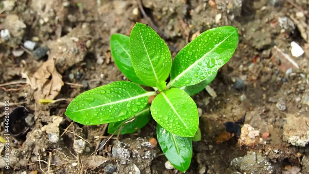 small tree in the ground ecological symbol natural growth and sunlight small tree in the ground ecological symbol natural growth and sunlight