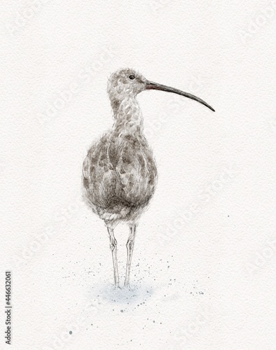 Curlew bird graphic illustration hand painted photo