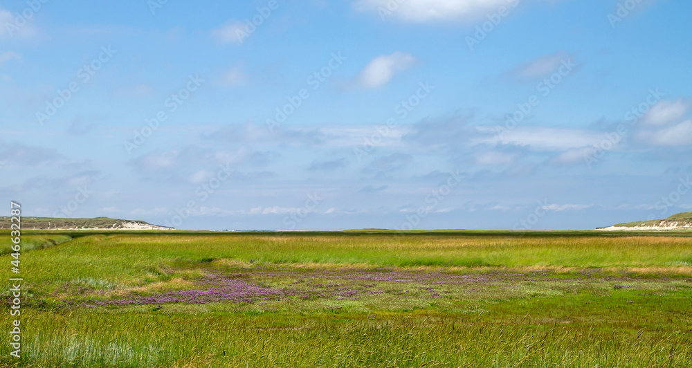 Marshland landscape in Texel