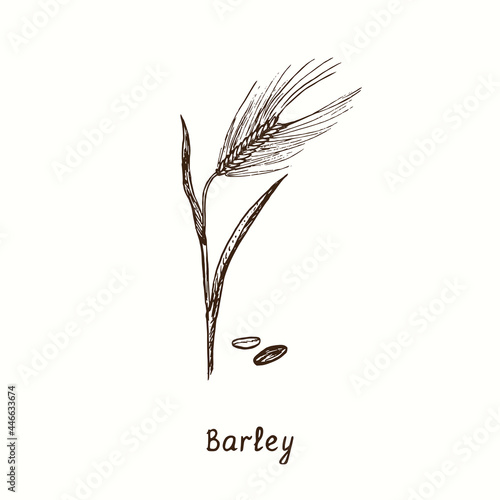 Barley plant. Ink black and white doodle drawing in woodcut style.