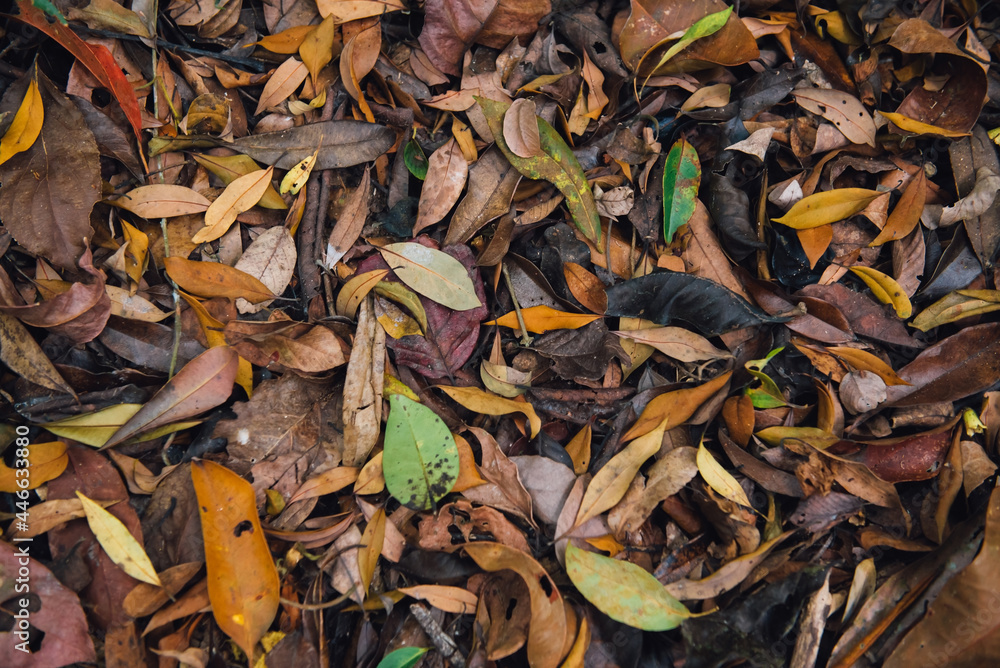 Dry leaves texture Dried forest floor backdrop Droughty background. Dry leaves texture Dried forest floor backdrop Droughty background.