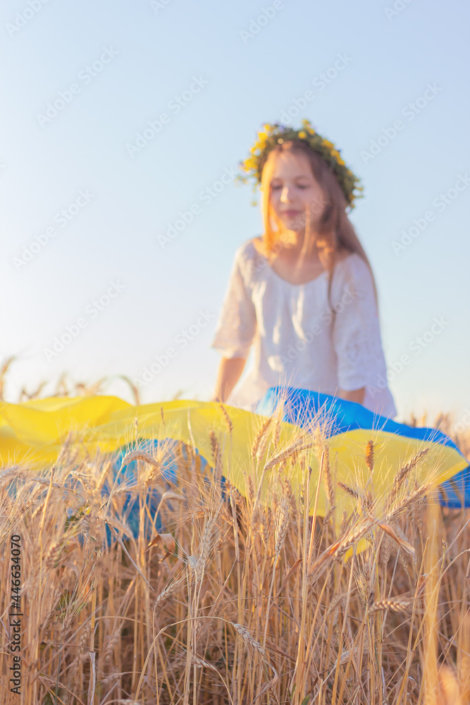 Obraz premium the girl covers the ears of wheat with a yellow-blue flag. Ukraine Independence Day concept. national Ukrainian symbols.