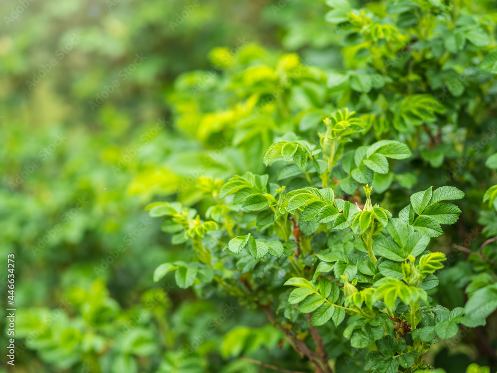Green bushes with young leaves in the sunset Green bushes with young leaves in the sunset